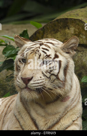 White Tiger,portraet (Panthera tigris) yawning, Singapore Zoo, Singapore, Stock Photo