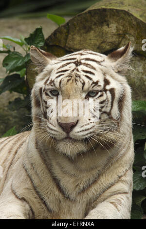 White Tiger,portraet (Panthera tigris) yawning, Singapore Zoo, Singapore, Stock Photo