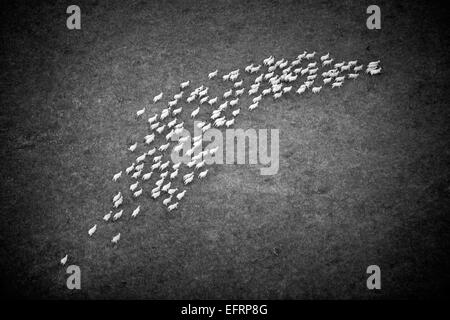 Aerial view of sheep herding in rural field, Oxfordshire, England, black and white Stock Photo