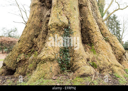 Close up of the thick trunk and roots of an old London Plane tree Stock Photo