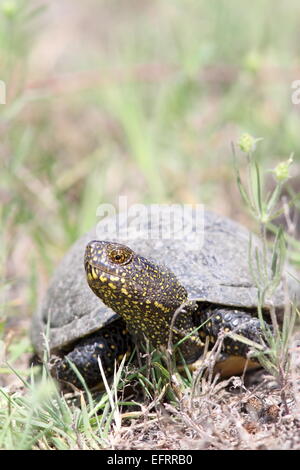 emys orbicularis, portrait of european pond turtle, female Stock Photo