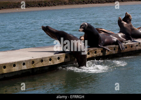 Sea Lions challenging for territory on a dock while others sleep and bask in the sun at the marina at West Port, WA, USA. Stock Photo