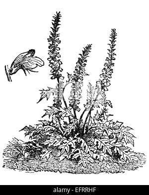 Victorian engraving of an acanthus flower, or bear's breeches Digitally restored image from a mid-19th century Encyclopaedia. Stock Photo