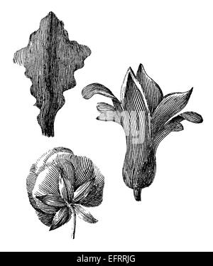 Victorian engraving of flowers. Digitally restored image from a mid-19th century Encyclopaedia. Stock Photo