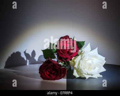 Spotlight on Red and White Rose Trio Stock Photo