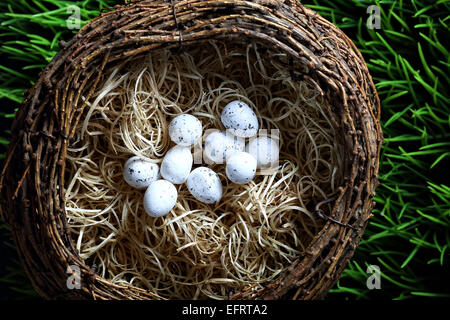 Quail eggs in the nest Stock Photo