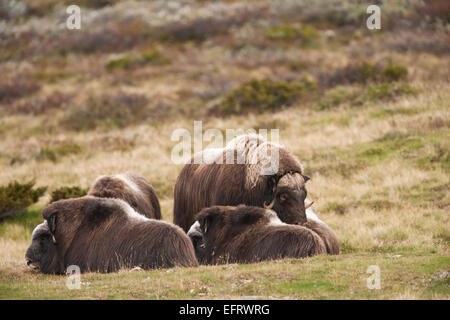 Herd of muskoxen resting Stock Photo