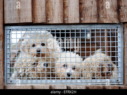 Rescued ex-breeding Bichon dogs at the Many Tears Animal Rescue Stock