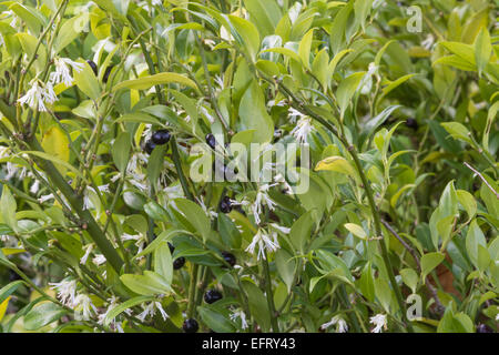 Sarcococca confusa Stock Photo