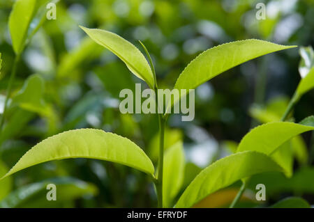 This is a close up of fresh tea growing on a plantation in Sri Lanka (Ceylon). Stock Photo