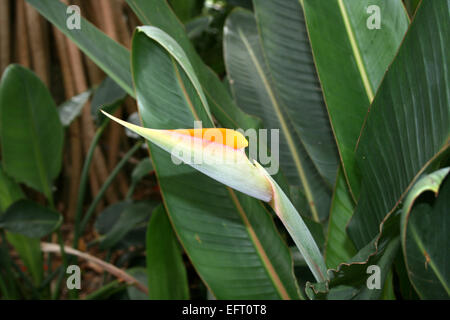 bird-of-paradise flower strelitzia (Strelitzia reginae)