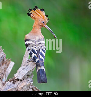 Beautiful Hoopoe, Eurasian Hoopoe (Upupa epops), standing on the log, back profile Stock Photo