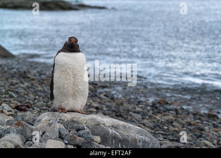 Gentoo Penguin (Pygoscelis papua) preparing to moult, Cuverville Island, Antarctica Stock Photo