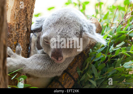 koala a bear sits on a branch of a tree Stock Photo
