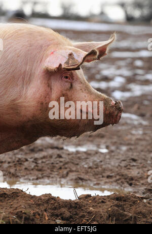 A pig in a field in Norfolk, UK. Stock Photo