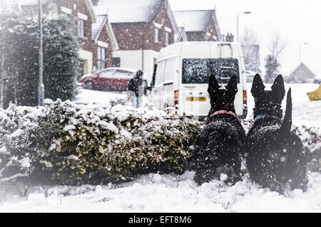 Two scottish terrier dogs watch a van in snow. Stock Photo