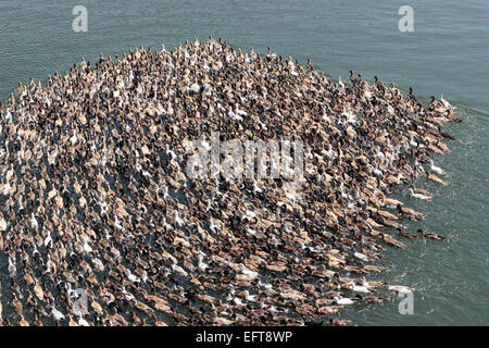 Ducks, Alleppey, kuttanad, Alappuzha, Kerala, India Stock Photo