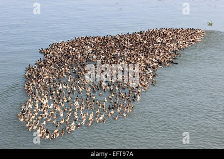 Ducks, Alleppey, kuttanad, Alappuzha, Kerala, India Stock Photo