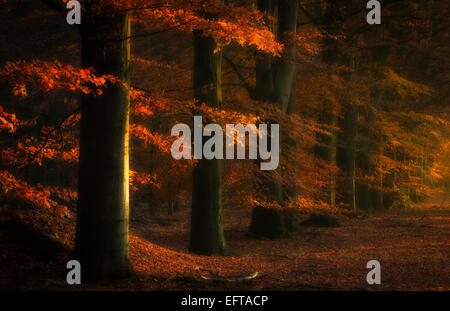 A dark and red autumn forest with powerful fall colors and bright sunlight shining through the trees in Holland Stock Photo