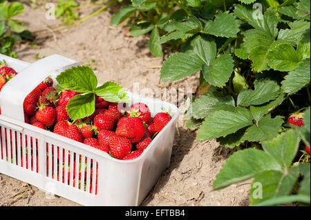 Picked ripe strawberries bunch in white plastic punnet Stock Photo