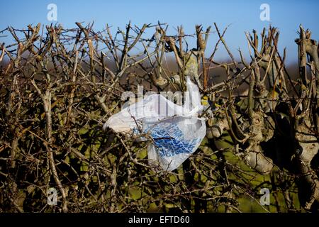 plastic bag left in hedgerow in countryside Stock Photo