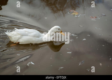 White duck swimming in the water in the park public of Zafra, Badajoz, Extremadura, Spain. Stock Photo