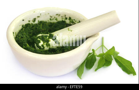 Vitex Negundo wtih mortar and pestle over white background Stock Photo