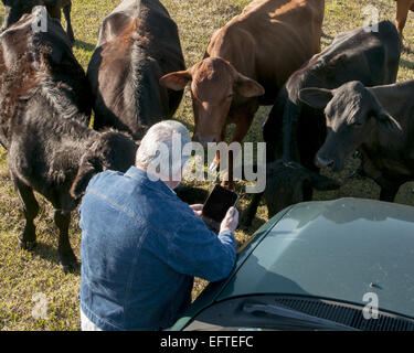 Cattleman is in the pasture with his cows.  He is working with a tablet.  His truck is there as well. Stock Photo