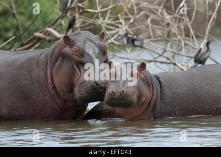 Hippo and calf standing in shallow water Lake Naivasha Kenya Stock Photo
