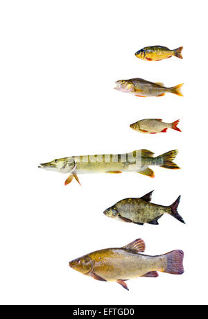 various freshwater fish  collection isolated on white background. raw food Stock Photo