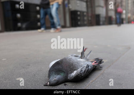 Dead pigeon on the pavement in London, UK. City pigeons are a pest in cities all over, and despite there being a lot of casualties, their numbers remain strong. Stock Photo