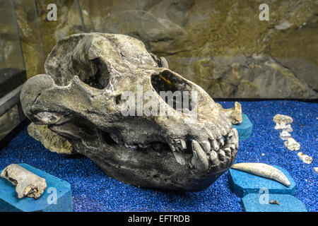 Italy Friuli Venezia Giulia Antro A village near Pulfero in the province of Udine The cave of San Giovanni d’Antro The bones of a bear Stock Photo