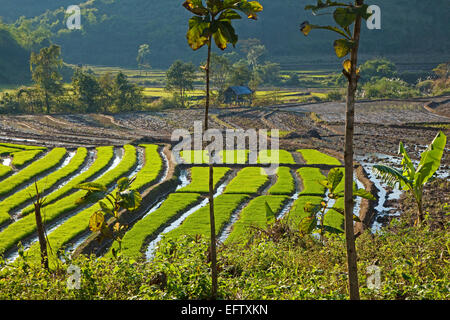 Rice paddy fields in the Tachileik District, Shan State, Myanmar / Burma Stock Photo