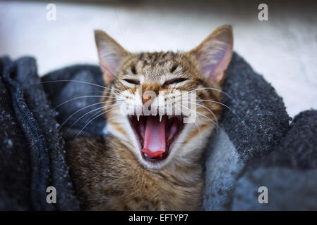 Kitten yawning. Stock Photo