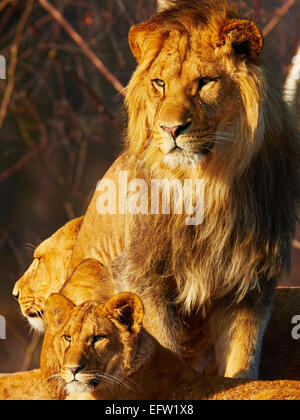 Three brother male lions (Panthera leo) looking for prey at the Linyanti  Reserve near the Savuti Channel in northern part of Botswana Stock Photo -  Alamy