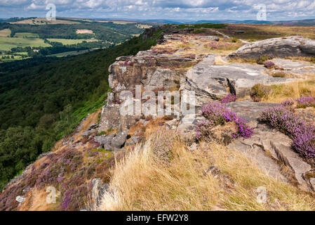 Heather in bloom with golden grasses on Curbar edge in the Peak District. View over the woodland below. Stock Photo