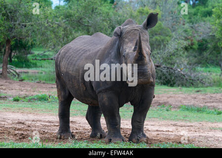 A White rhinoceros (Ceratotherium simum) with a floppy ear looking at camera, Hlane Royal National Park, Swaziland Stock Photo