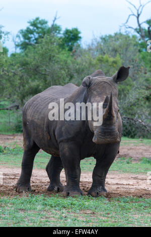 A White rhinoceros (Ceratotherium simum) with a floppy ear looking at camera, Hlane Royal National Park, Swaziland Stock Photo