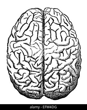 Victorian engraving of the human brain. Digitally restored image from a ...