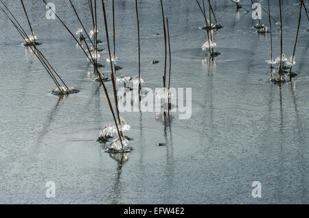 Splashing water running down the stems of reed on the banks of Lake Tegernsee form incredible ice patterns glittering in the sun Stock Photo