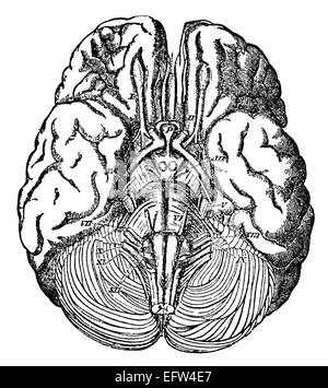 Victorian engraving of the human brain. Digitally restored image from a ...