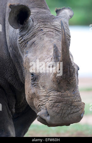 Portrait of a White rhinoceros (Ceratotherium simum), Hlane Royal National Park, Swaziland Stock Photo