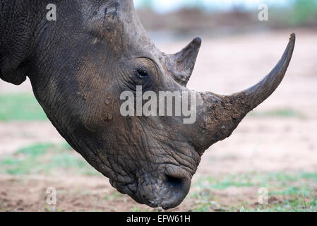 Portrait side view of a White  rhinoceros, (Ceratotherium simum), Hlane Royal National Park, Swaziland Stock Photo