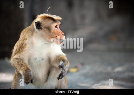 Side face portrait of a macaque monkey. Stock Photo