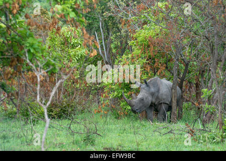 A White rhinoceros, (Ceratotherium simum), in lush habitat, Kruger National Park, South Africa Stock Photo