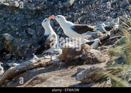 Black brow albatross pair bonding, New Island, Falklands Stock Photo