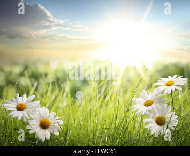 Daisy field in the morning Stock Photo