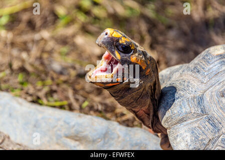 Closeup view a turtle with its mouth open in the jungle near Coroico, Bolivia Stock Photo
