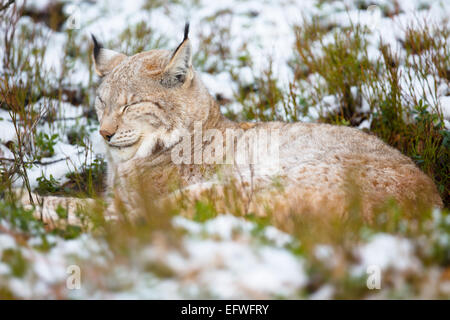Eurasian Lynx sleeping in the snow (Lynx lynx), France Stock Photo - Alamy