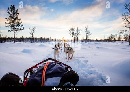 Dog sledding with huskies in beautiful sunset Stock Photo